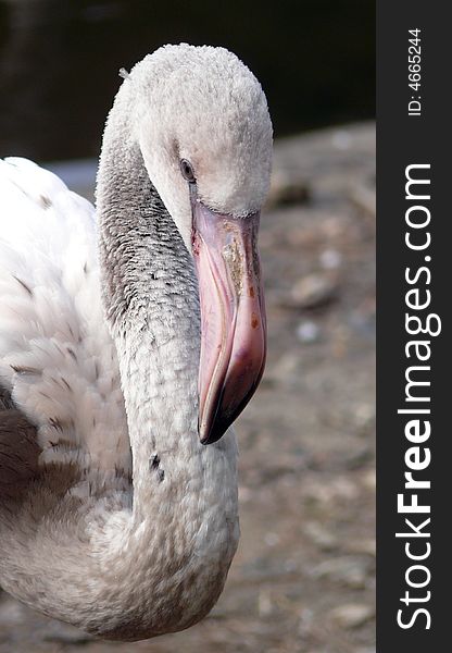 Closeup of young flamingo (Phoenicopterus ruber roseus) in zoo Jihlava in Czech republic