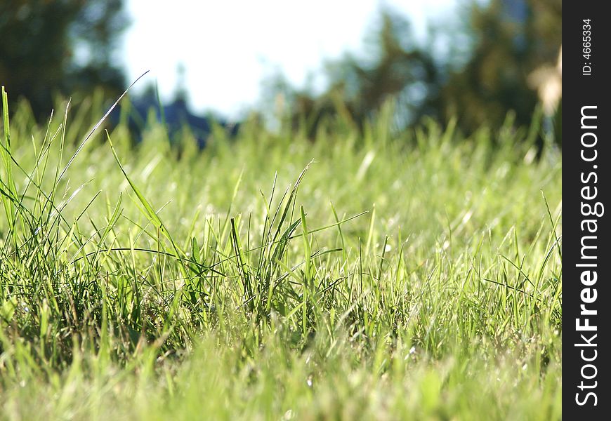 Fresh green grass at summer outdoors