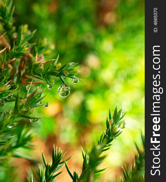 This is a shooting in the bushes after the rain macro photography, the use of the Olympus E-3 camera and ZD50 mm/f2 Lens. This is a shooting in the bushes after the rain macro photography, the use of the Olympus E-3 camera and ZD50 mm/f2 Lens.