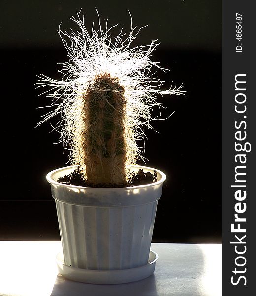 Funny hairy cactus with light shine in a vase