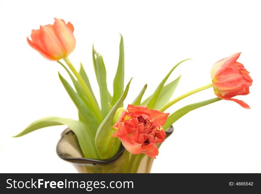 Red tulips in the glass vase, isolated on a white background