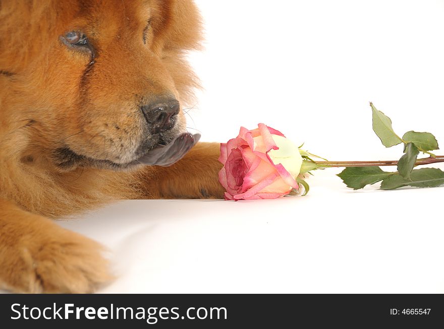 Chow-chow enjoying aroma of the rose, isolated on a white background