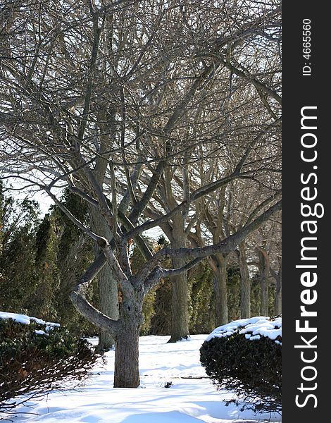 Twisted winter tree shot in Salem, Mass