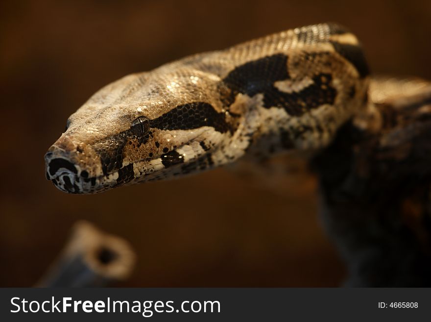 Boa Constrictor. Focus is on the eyes. Boa Constrictor. Focus is on the eyes