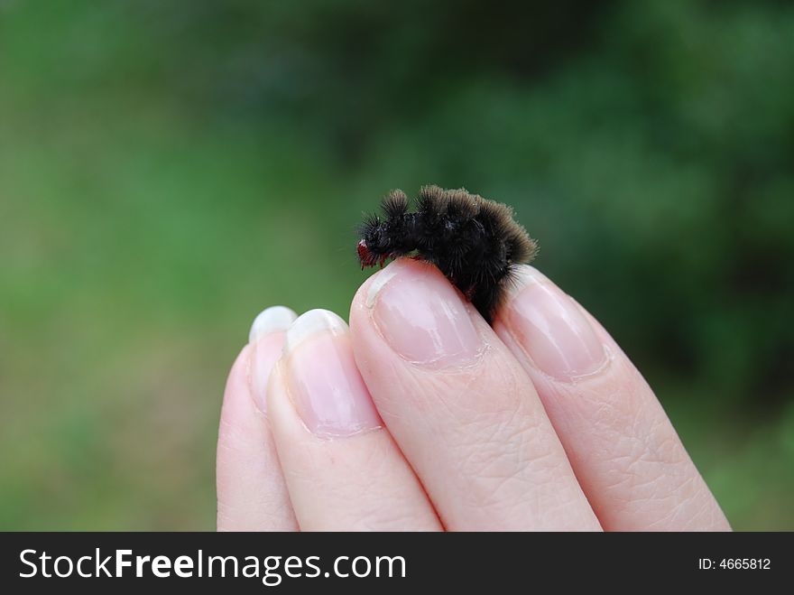 A caterpillar moving on four close fingers hand. A caterpillar moving on four close fingers hand