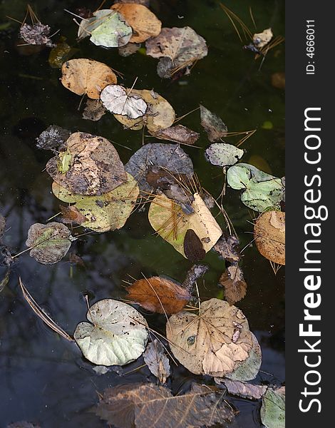 Autumn Leaves On Water 1