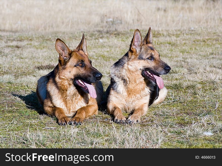 Two Germany sheep-dogs laying on the grass