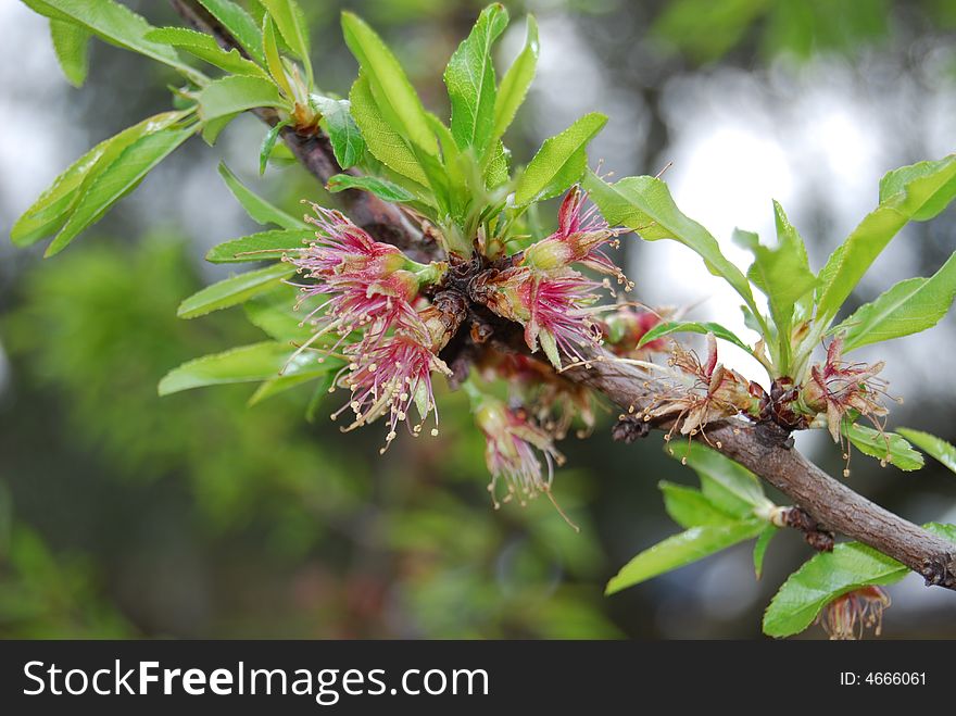 A peach branch with flowers and leafs. A peach branch with flowers and leafs