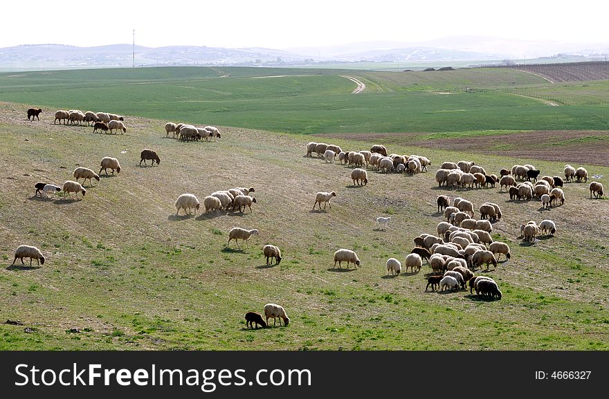 Shepherd riding a donkey leading sheep