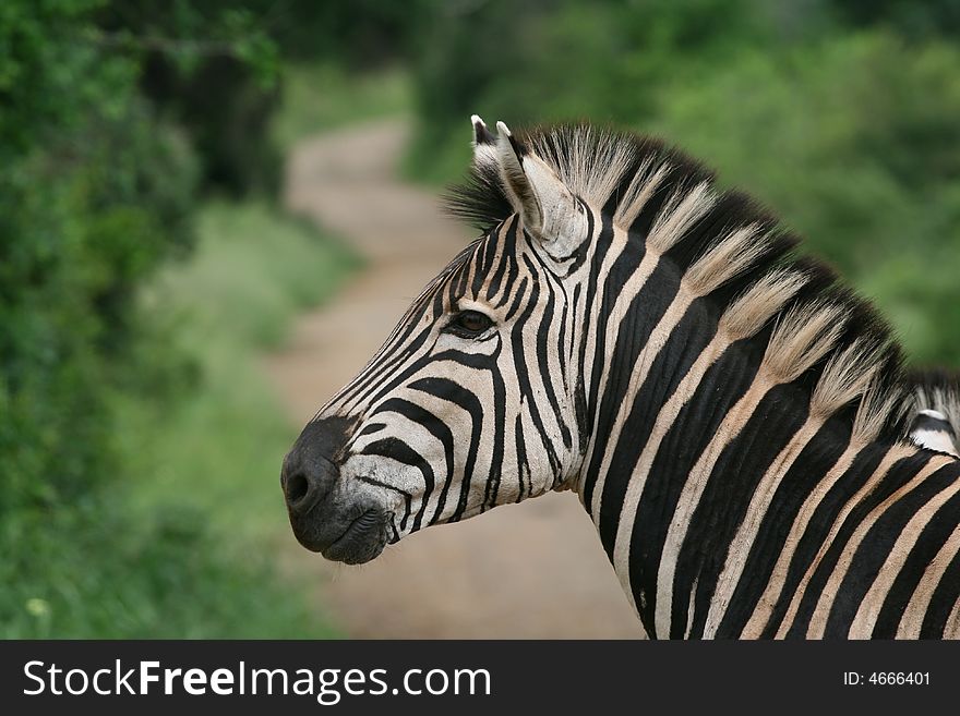 Side view of zebra showing its maine with a green background