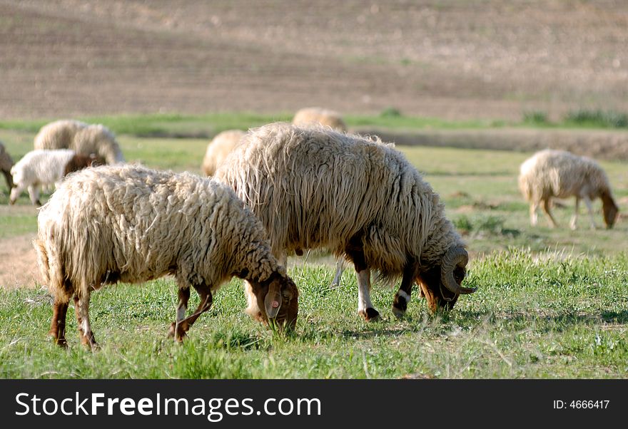 Grazing sheep eating grass at field