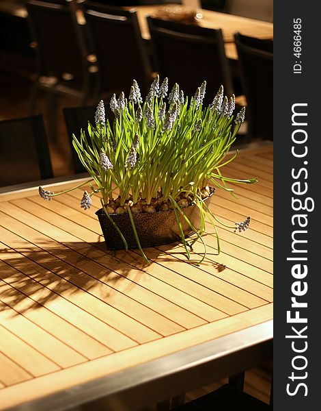 Grape hyacinth on a garden table