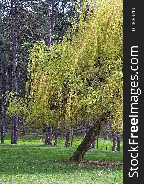 Weeping willow light green treetop crown at the city park. Weeping willow light green treetop crown at the city park