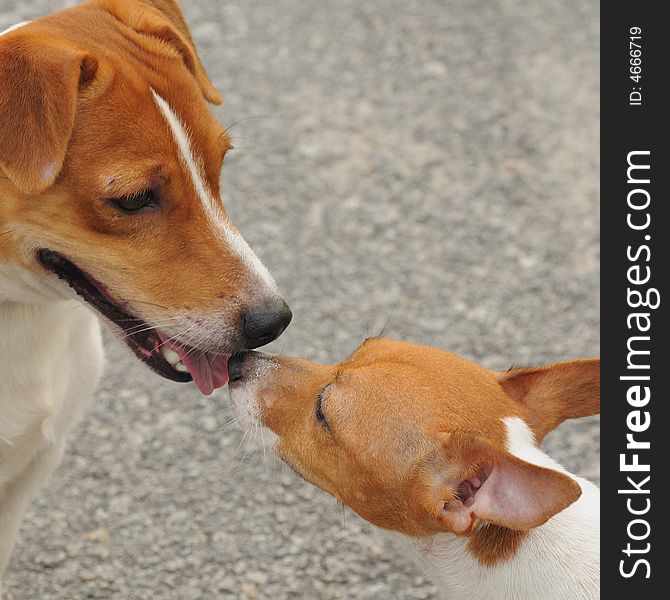 Two jack russell of different size exploring each other's identity. Two jack russell of different size exploring each other's identity