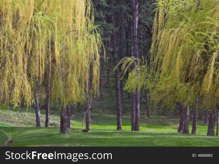 Two weeping willow light treetop in the city park