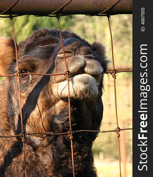 A one humped camel chewing on the wire of a rusted fence. A one humped camel chewing on the wire of a rusted fence