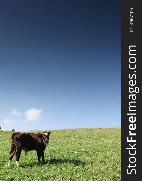 Cow on the chain in the sunny spring day