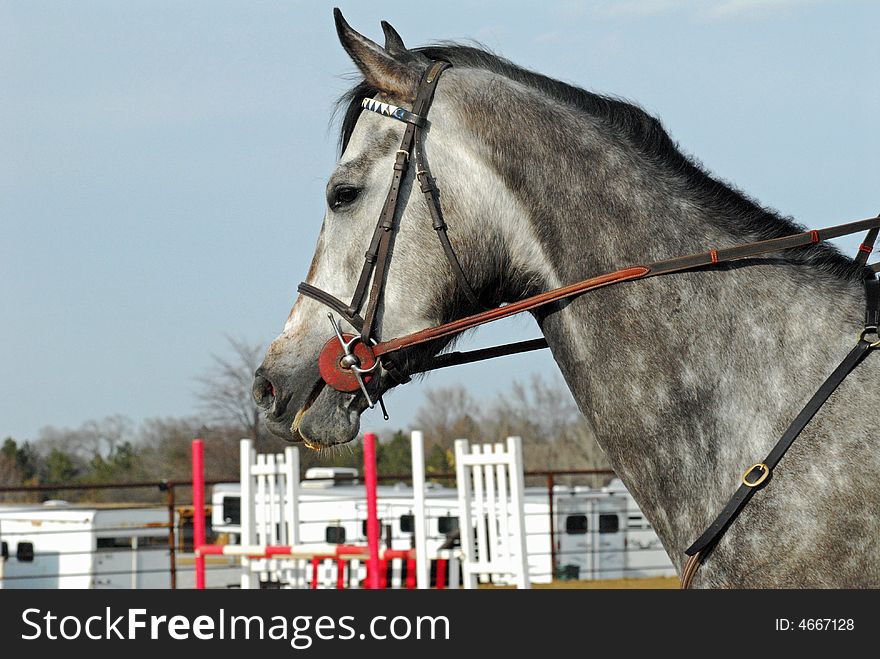 Dappled grey thoroughbred horse in briddle outdoors. Dappled grey thoroughbred horse in briddle outdoors.