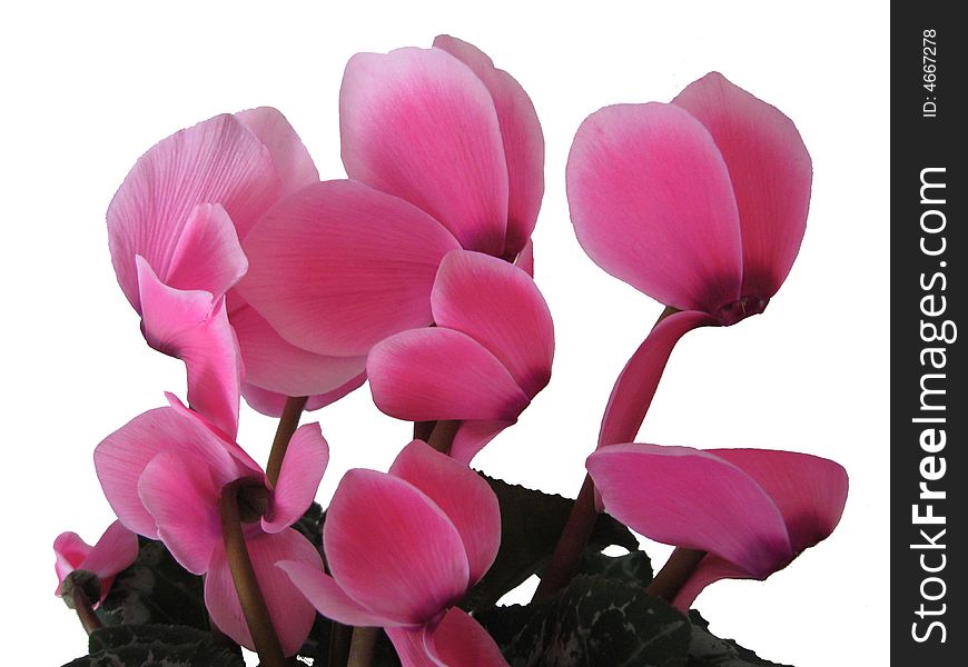 Pink cyclamen on the white background