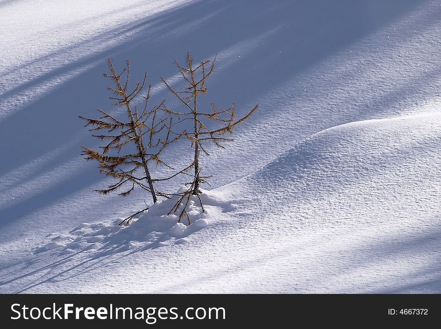Pine Seedlings In The Snow