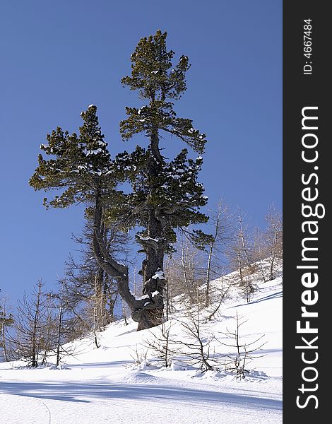 A gnarled and weathered pine tree on a snow covered slope in the Italian Alps. A gnarled and weathered pine tree on a snow covered slope in the Italian Alps.