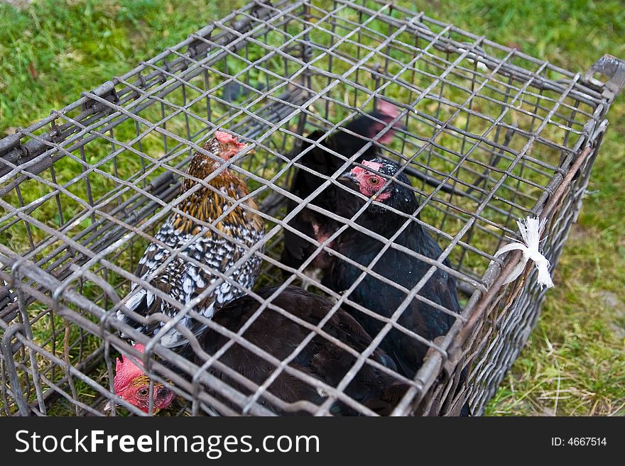 Cocks in the cage on the trade fair