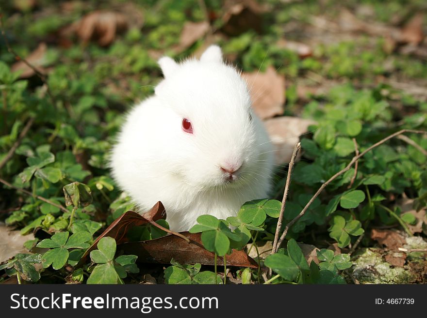 Interestingly small rabbit ,Exquisite and lovelyã€‚. Interestingly small rabbit ,Exquisite and lovelyã€‚