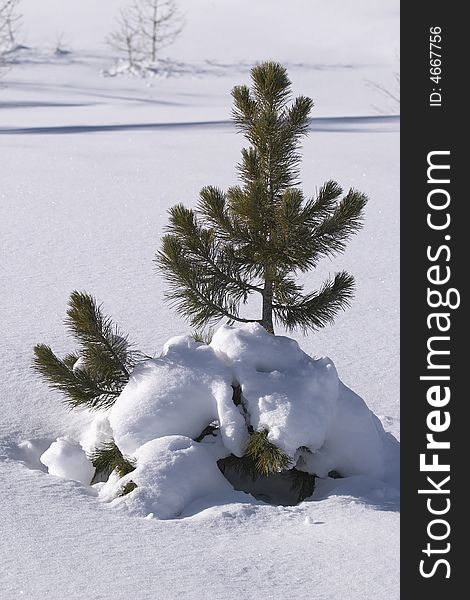 Pine seedlings sprouting out from under deep powder snow. Pine seedlings sprouting out from under deep powder snow.