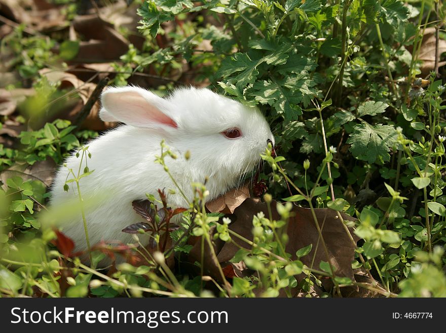 Lovable rabbit