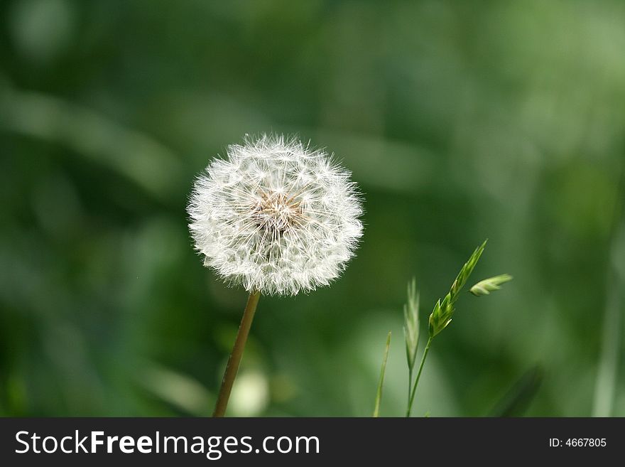 White dandelion with all seeds still intact on green background
