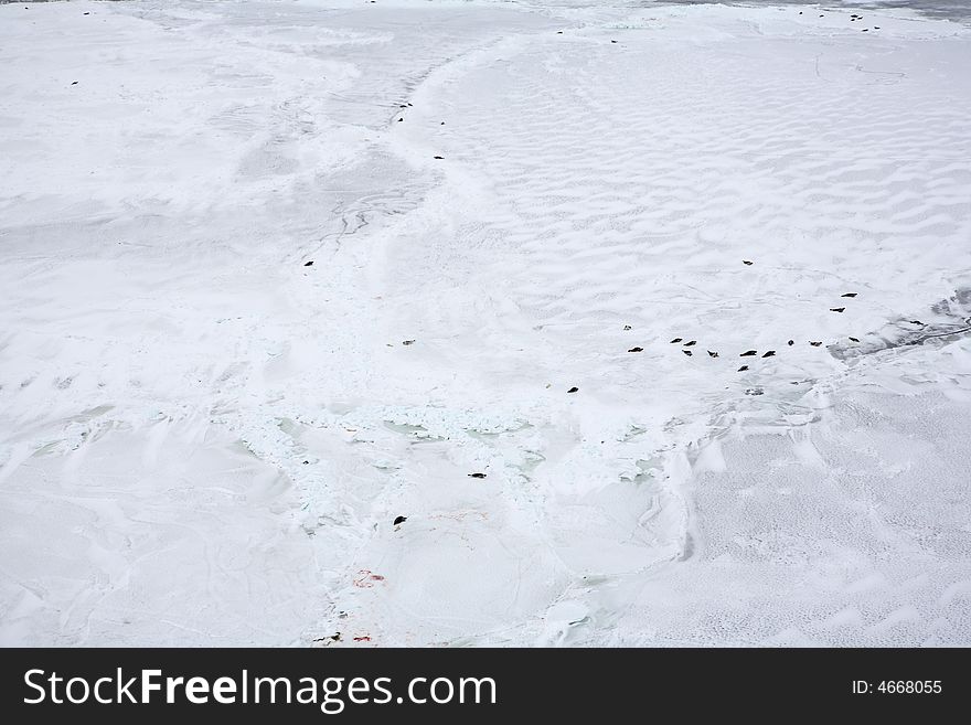 Aerial view on ice-floe with harp seals