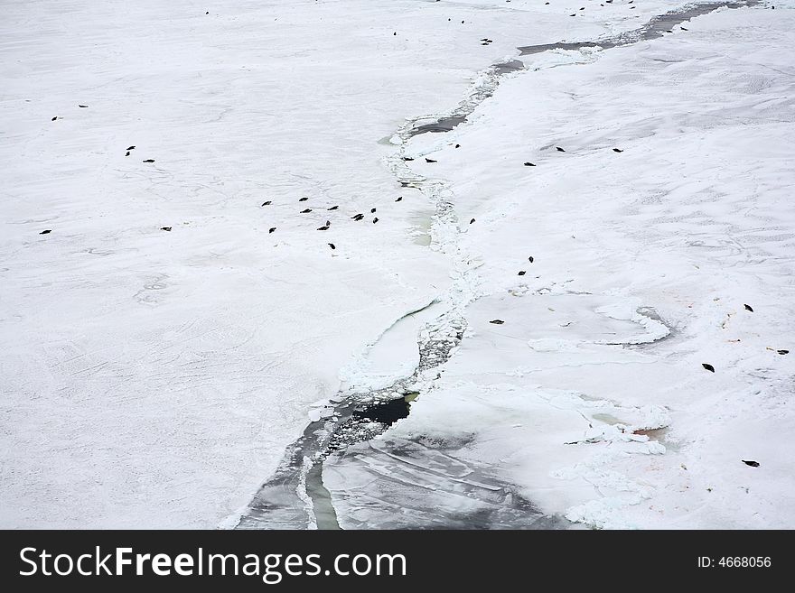 Aerial view on ice-floe with harp seals