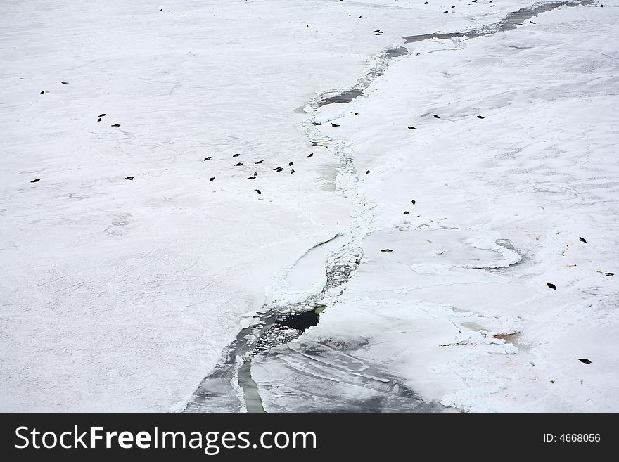 Ice-floe With Harp Seals