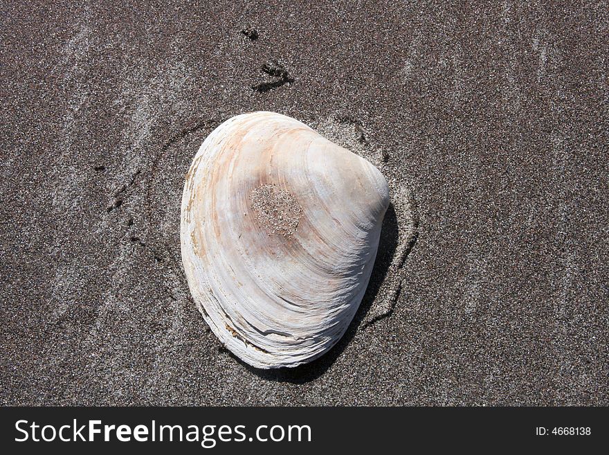 Seashell on a beach near New York City.