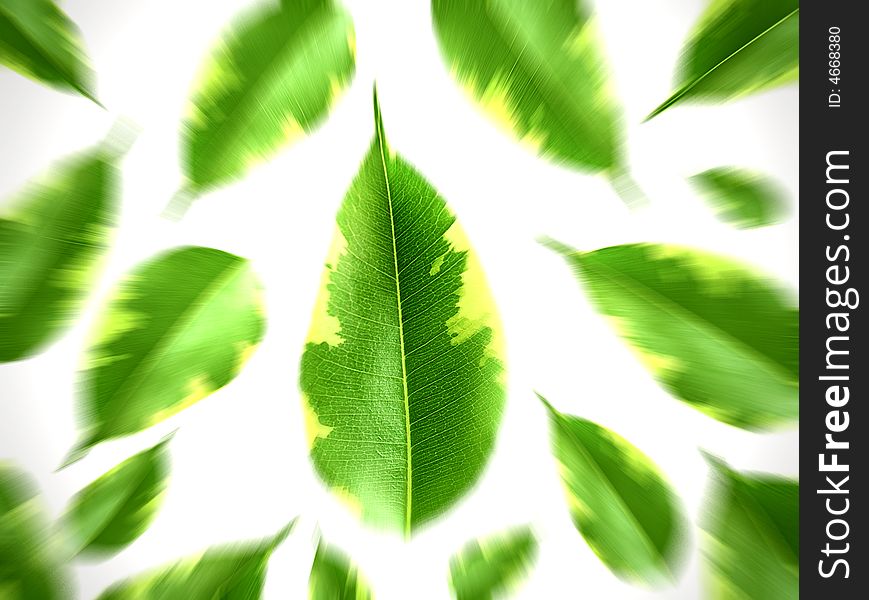 Green leaves on white background_blurred illustration