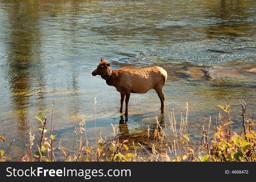 An elk stands in a stream in Yellowstone Park. An elk stands in a stream in Yellowstone Park.