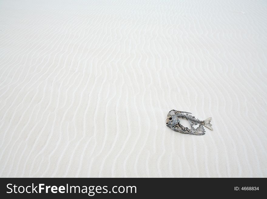 Dead fish in the desert - fish skeleton on the white sand
