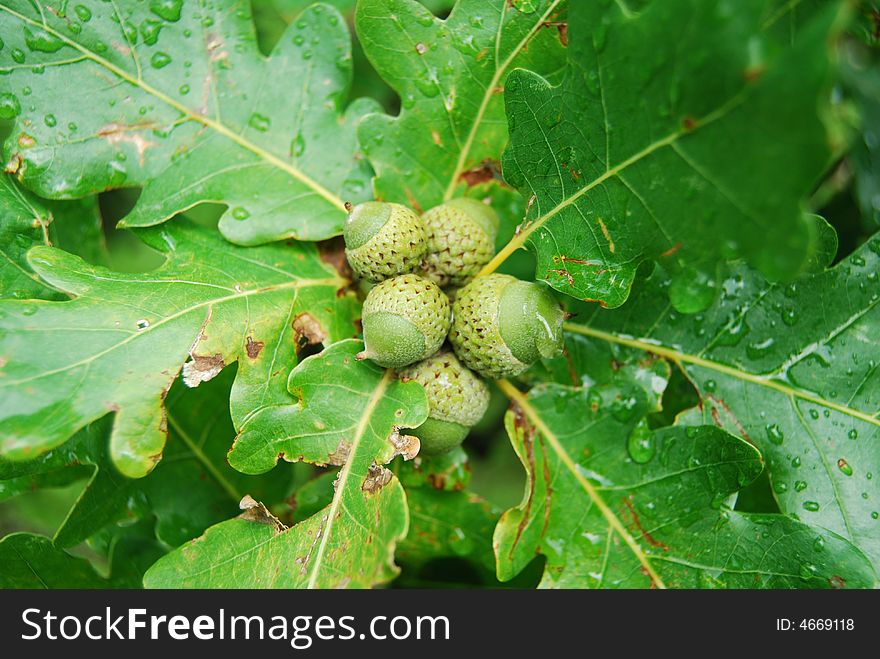 Green oak acorns. Tree grows in high mountains.

NO FILTERS