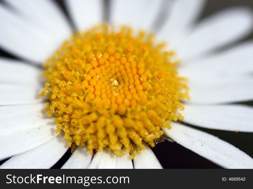 A very close shot of a Daisy. A very close shot of a Daisy