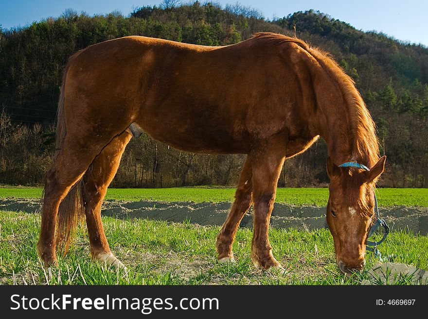 Horse eating grass in the sunset.