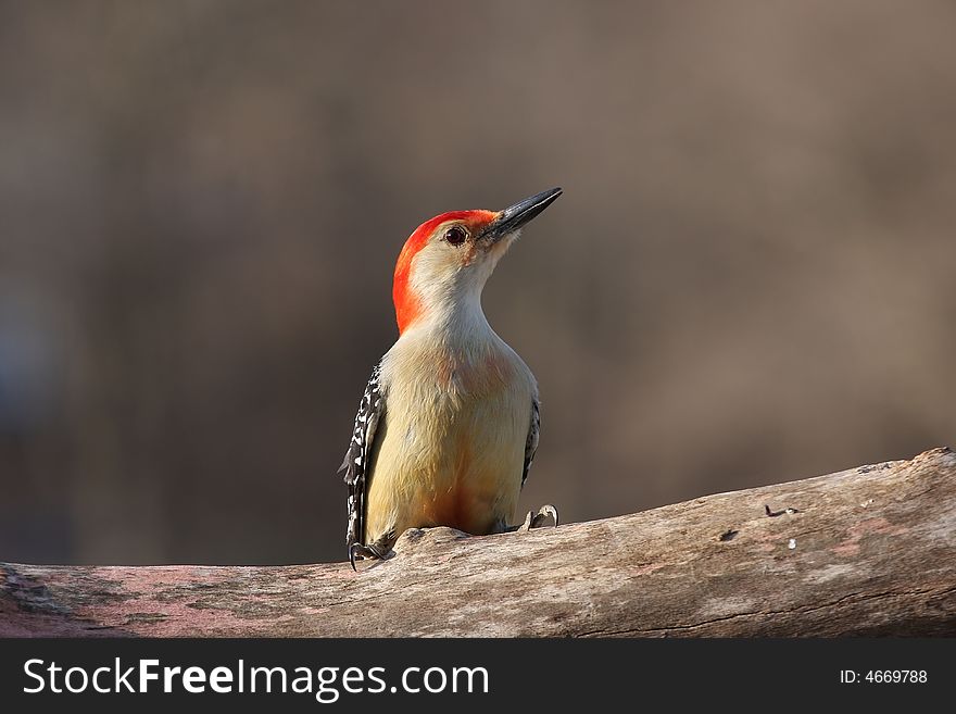 A Red Bellied Woodpecker resting on a tree limb. A Red Bellied Woodpecker resting on a tree limb.