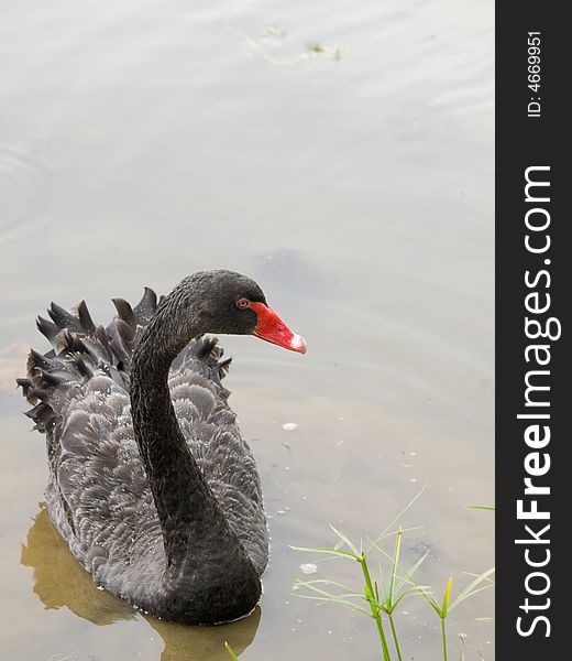 Black swan at the edge of a shallow pond. Black swan at the edge of a shallow pond