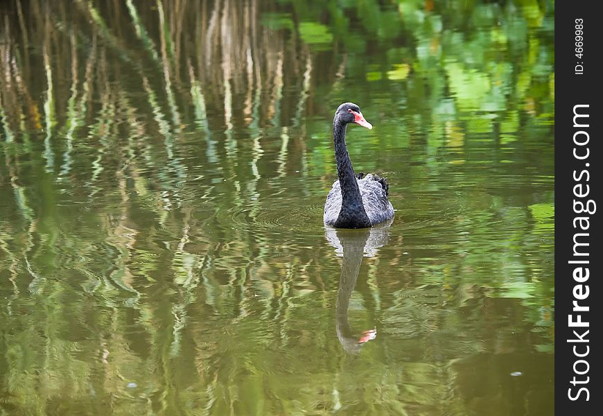 Black Swan swimming on lake in a drizzle