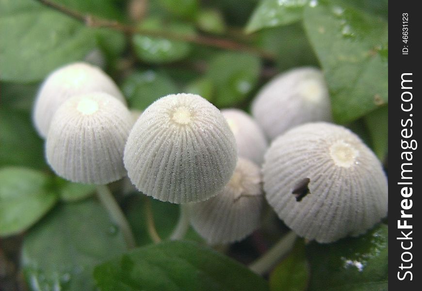 These are a little group of a Mushroom caught in a wet grass background. These are a little group of a Mushroom caught in a wet grass background