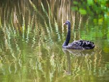 Black Swan Stock Images