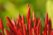 Unripe Ixora Flowers Royalty Free Stock Photos Unripe Ixora Flowers Royalty Free Stock Photos