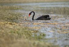 Black Swan Stock Image