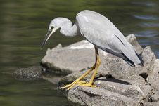 Heron Stock Images Heron Stock Images