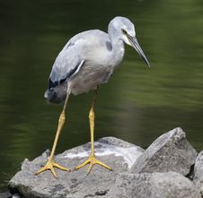 Heron Royalty Free Stock Image Heron Royalty Free Stock Image