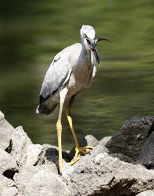 Heron Stock Photography Heron Stock Photography